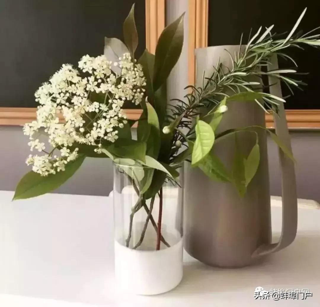 蚌埠各小区这种散发着精液味道的花你知道名字嘛