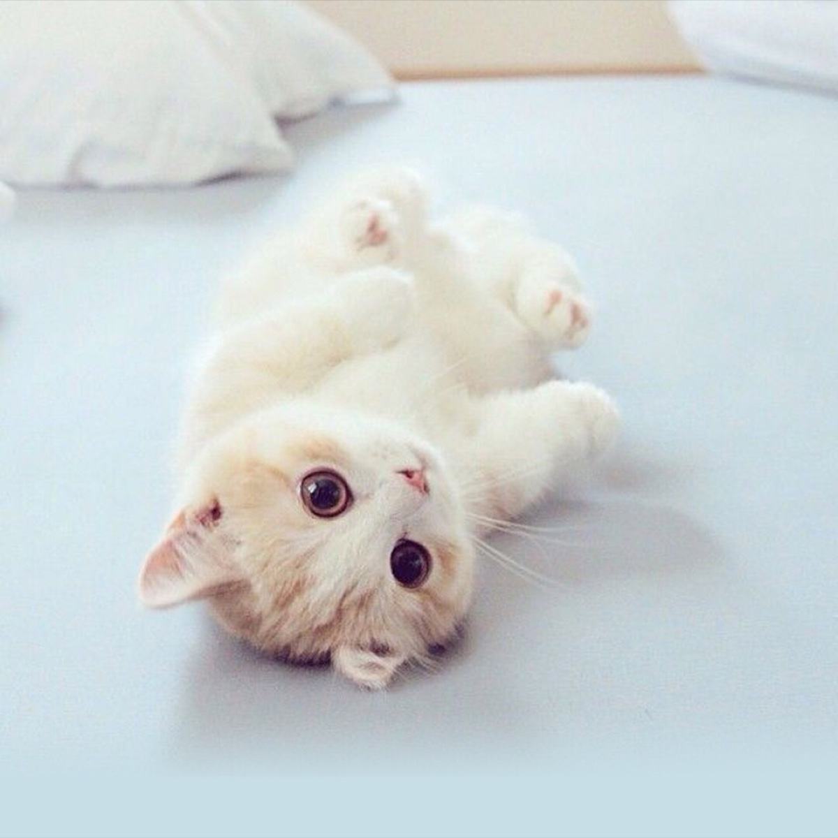 猫奴如何省钱,养只猫的一个月开销有多大