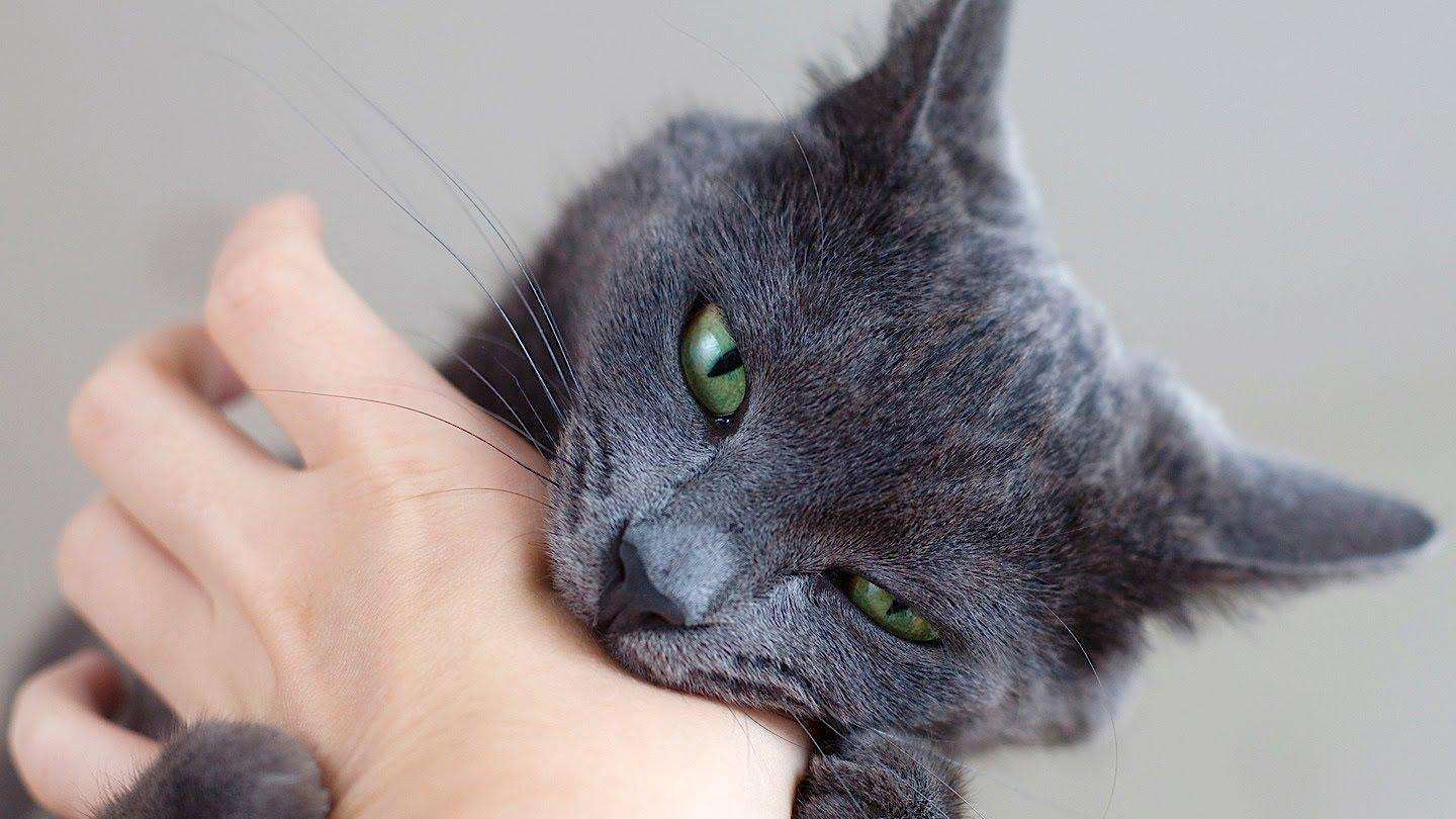 猫咬手怎么纠正不长记性,猫咬手说明什么怎么训练制止