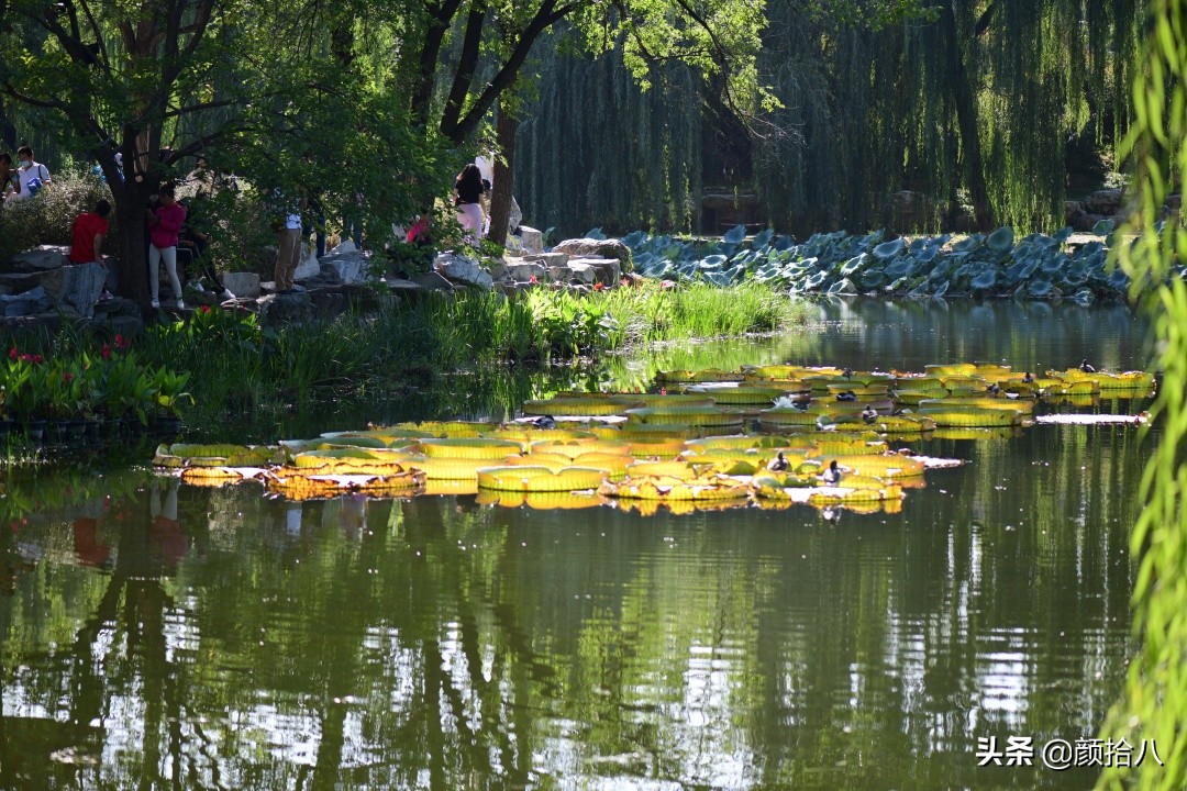 北京圆明园一日游推荐,圆明园秋色如画