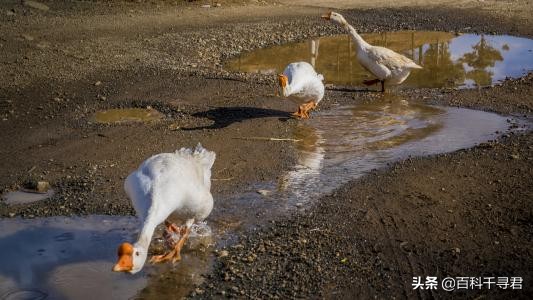 蛇怕鹅鸭粪,蛇怕鹅粪科学解释