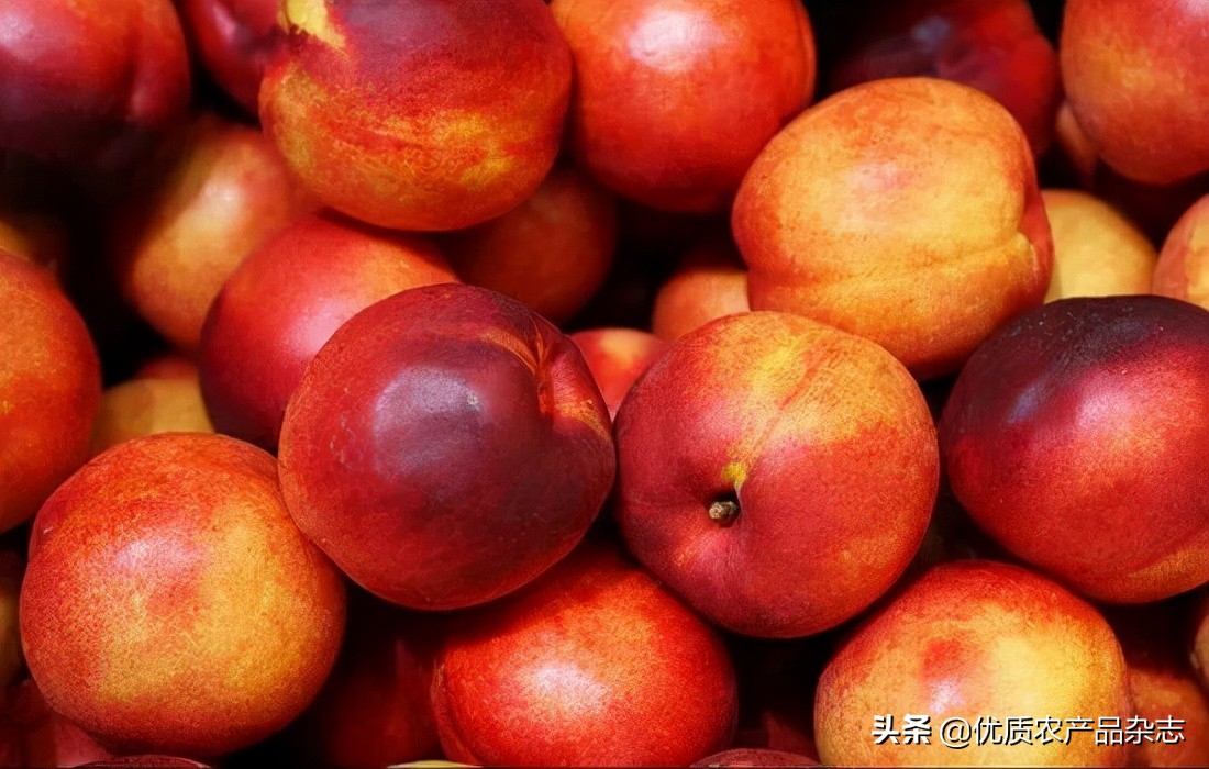 麻兰油桃哪个品种最好,麻兰油桃