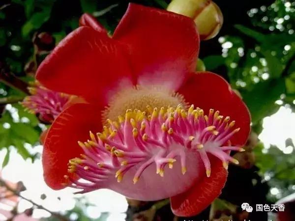 菩提花开观自在,菩提花开见性成佛