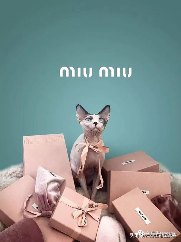 好看又大的宠物包,超好看的宠物包