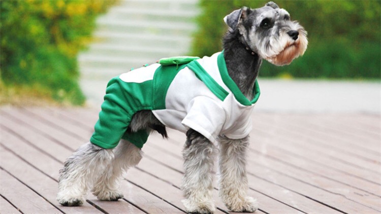 狗子夜里不睡觉咋办,狗子总是趴着想睡觉不愿起来玩