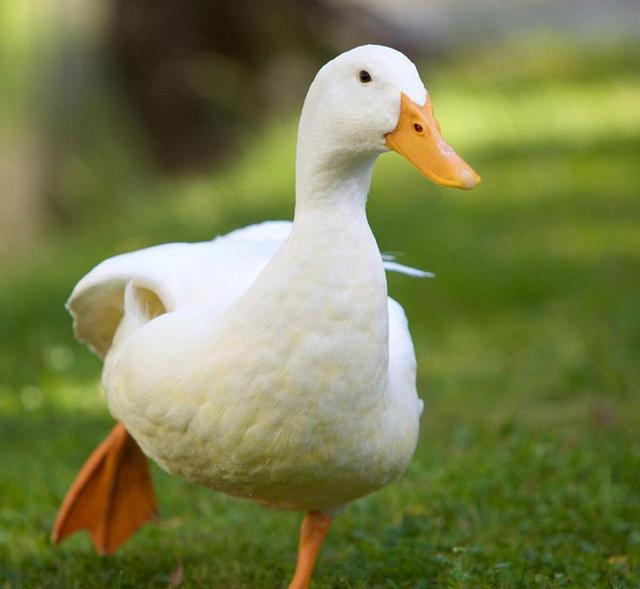 100个搞笑冷知识动物,奇葩动物冷知识你都知道哪几个