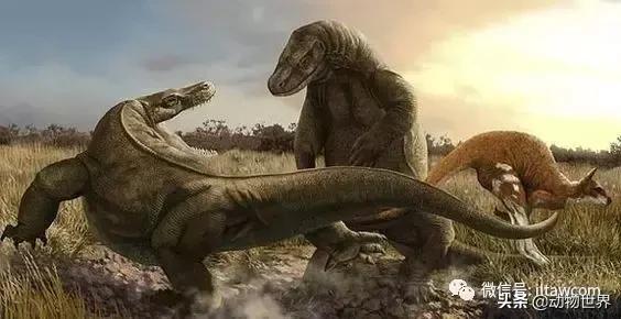 地球上的顶级掠食者,人类是地球上最顶级的掠食者