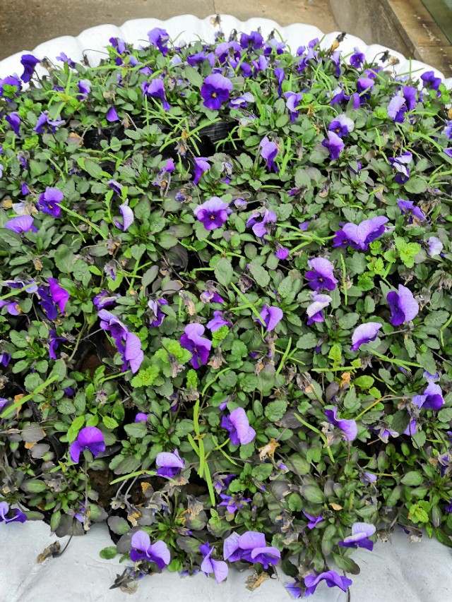 疫情时期的奇怪现象,疫情期间奇怪天气现象