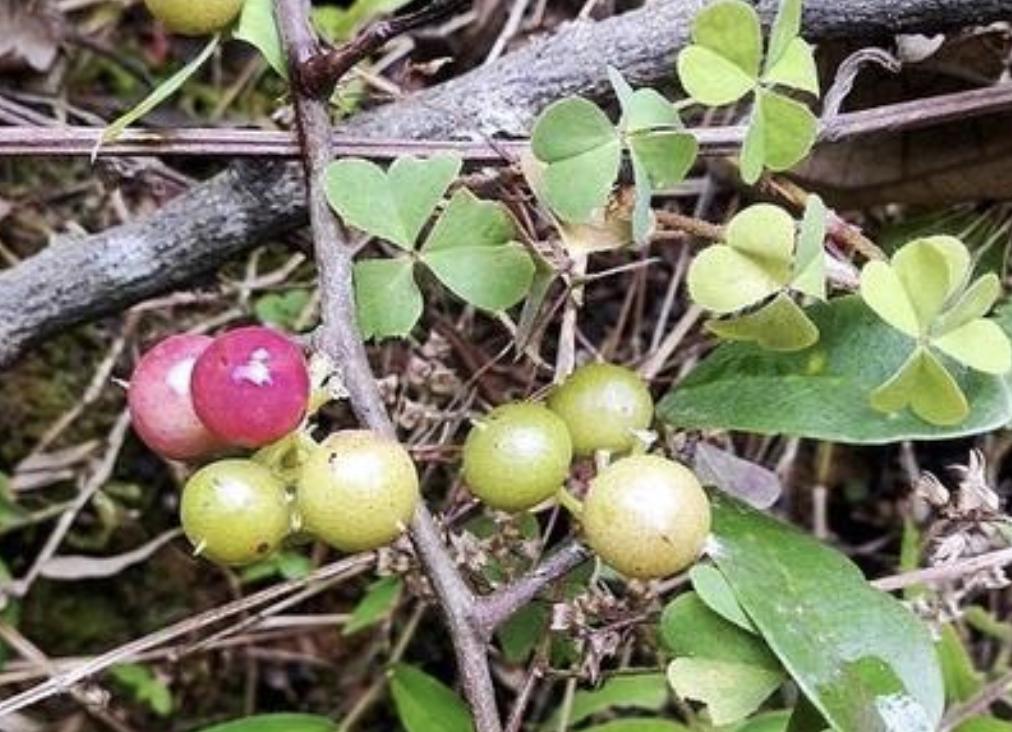 山上一种藤结的果橙红色很酸,山坡上的野果刺梨