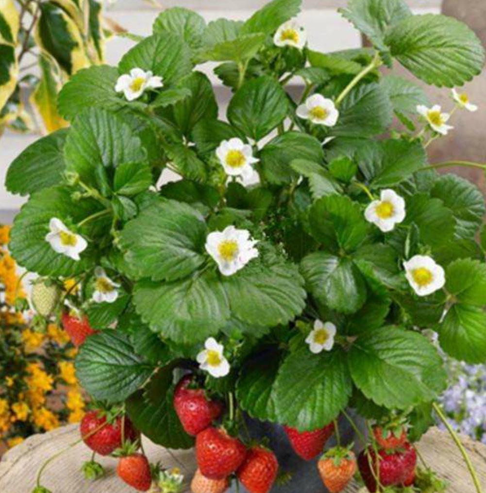 阳台草莓怎样结果大而且甜,草莓放室内养能结果吗