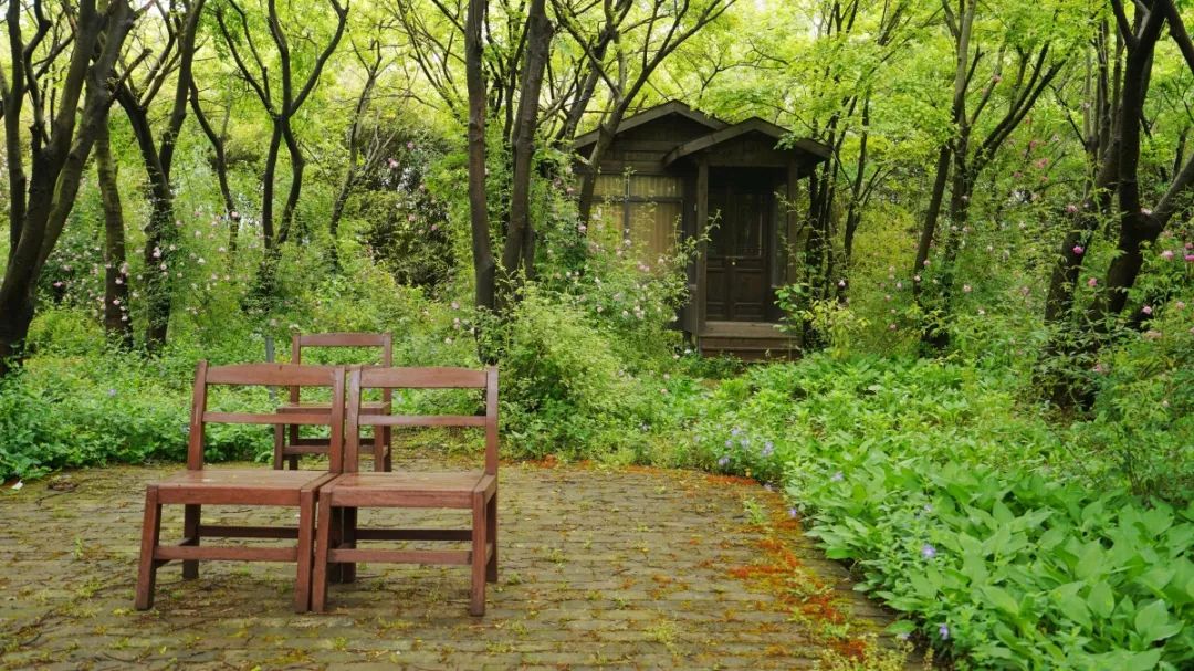 鹅湖玫瑰园花期,鹅湖玫瑰园美篇