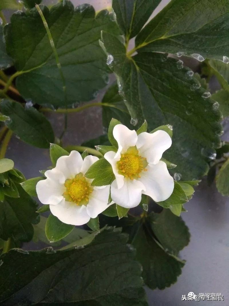 家乡是我们成长的沃土,家乡是生养我们的地方