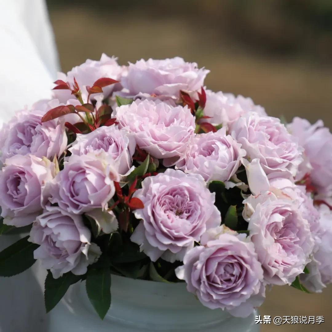 不容易，天狼自育终于打折了！空蒙只要50不到！