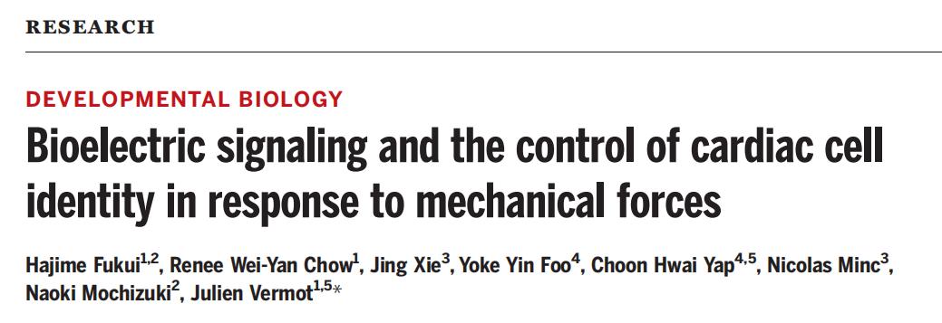 心脏机械瓣膜的工作原理,人工心脏瓣膜的产生与进展