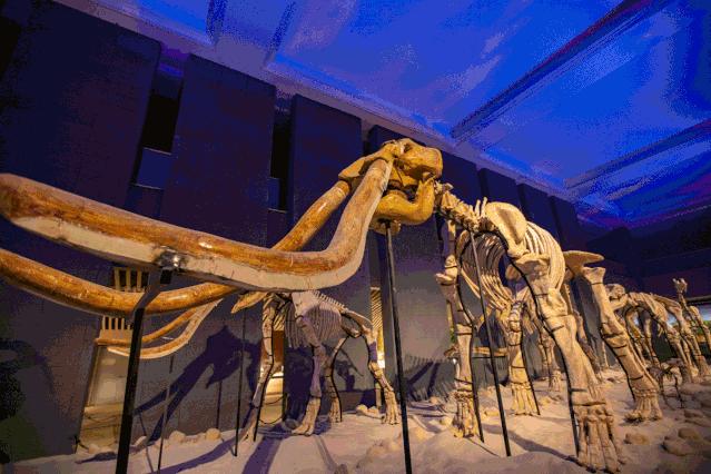 「官宣」泉城欧乐堡动物王国9月16日惊喜开园！王国秘籍抢先get