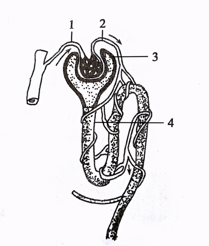 八年级生物中考新突破2024年,生物八年级上册达标测试卷