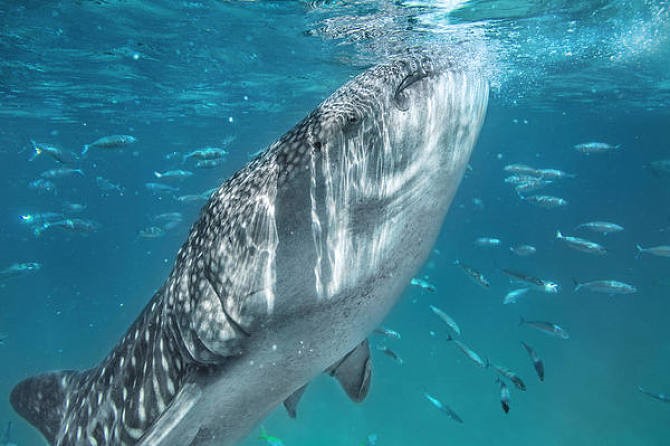 自出生之日它们注定会成为海洋里的杀手你了解鲨鱼吗？