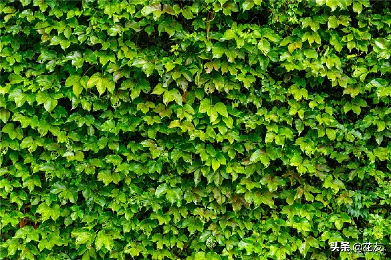 常春藤夏季养护和管理,常春藤室内爬藤