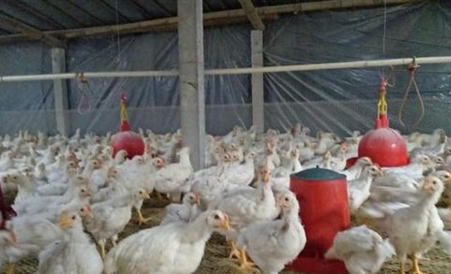 小鸡的气囊炎能做疫苗吗,小鸡气囊炎用什么特效药