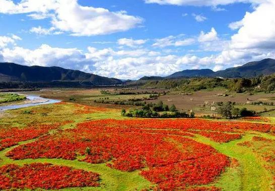 草原上特有的狼毒花,香格里拉狼毒花在哪里