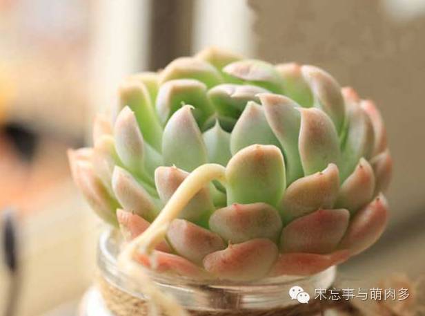 多肉月影系有哪些品种,月影系多肉品种大全