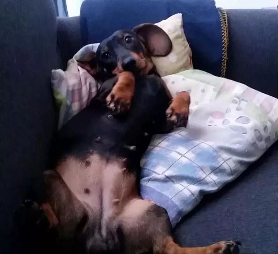 怎么预防狗狗妇科病,母狗如何防止妇科炎症