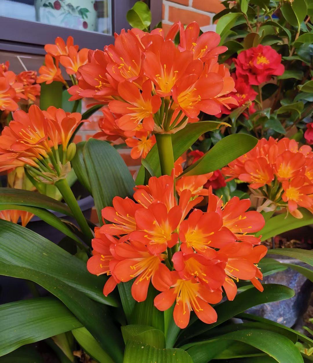 君子兰怎么养才能长得快又茂盛,君子兰怎样才能养出精品