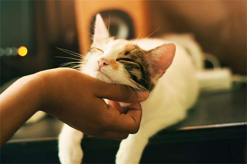 猫咪不让梳毛什么原因,猫咪不让配该怎么办