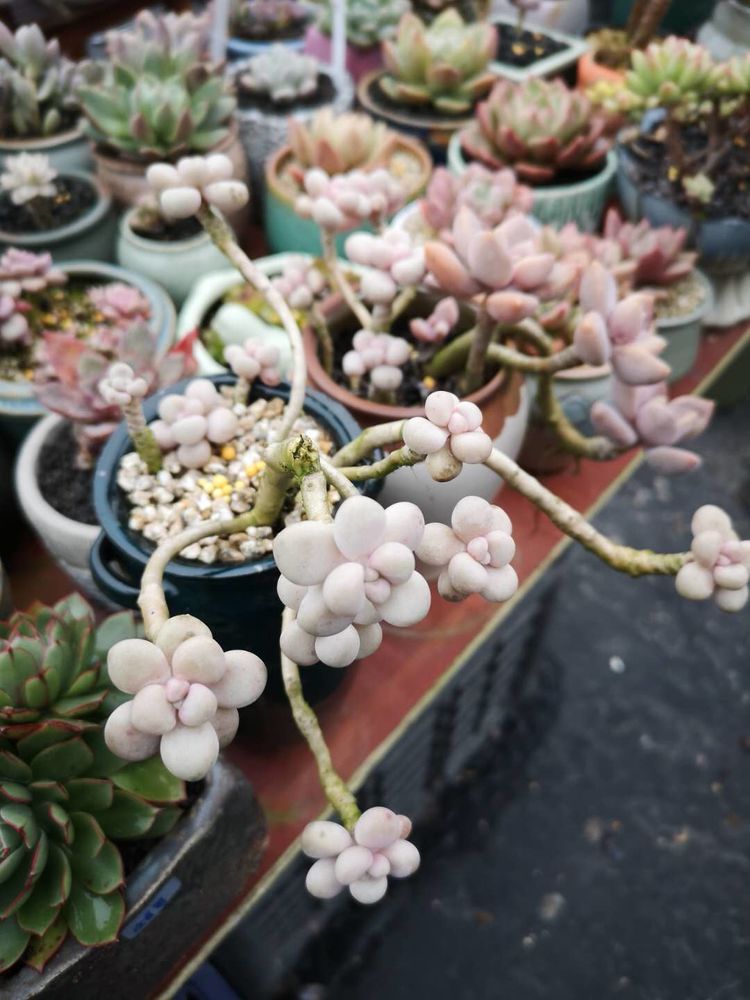 误打误撞的多肉情缘,带我走进多肉小世界!