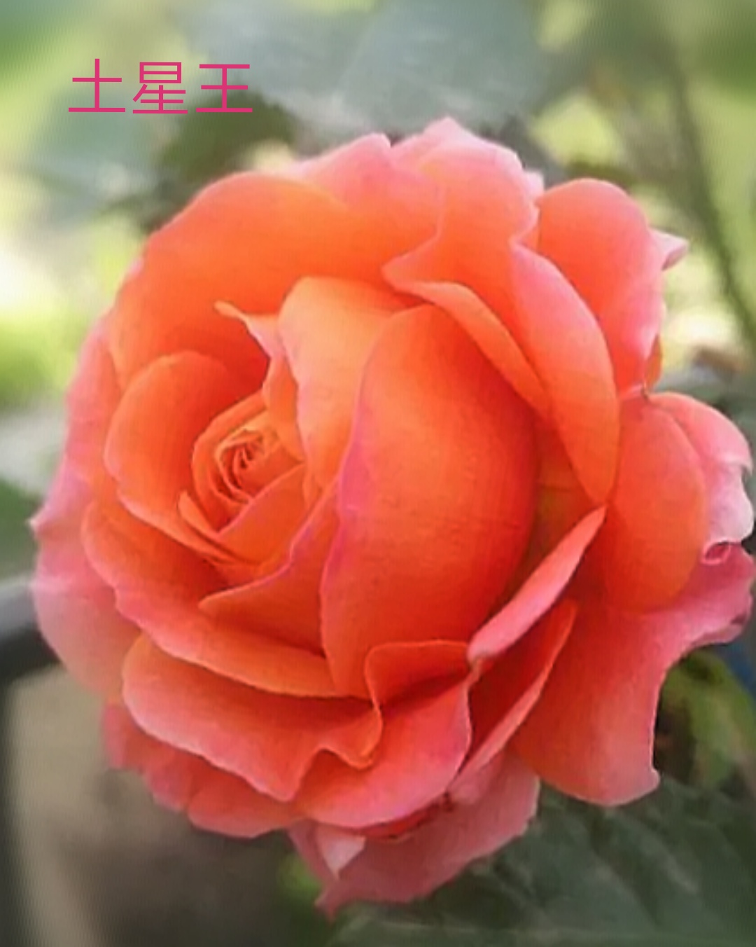 阳台系列月季品种大全,微型月季藤本月季