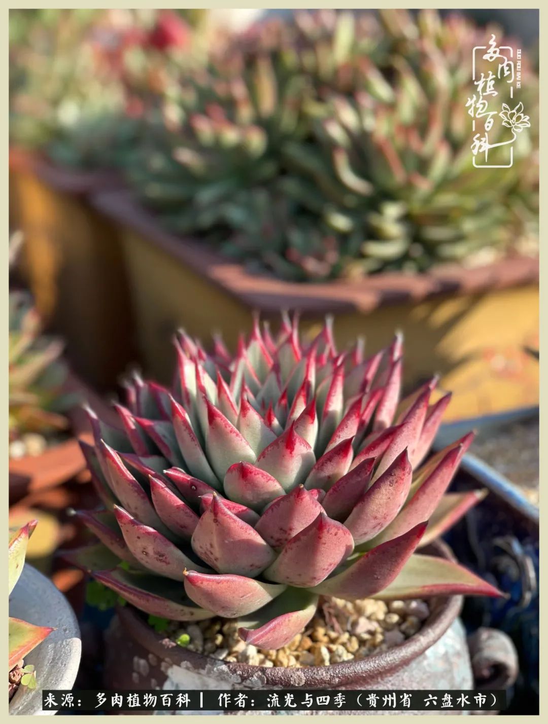 国庆假期你快乐吗?来,凉都美肉与你相伴一一小乌木的霸气东云