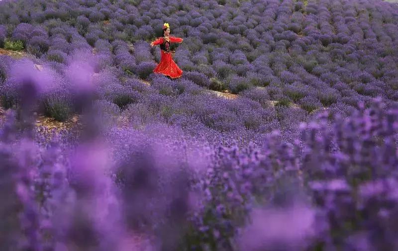 紫色胜境美翻了，世界第三大薰衣草芳香小镇竟然就在山东潍坊
