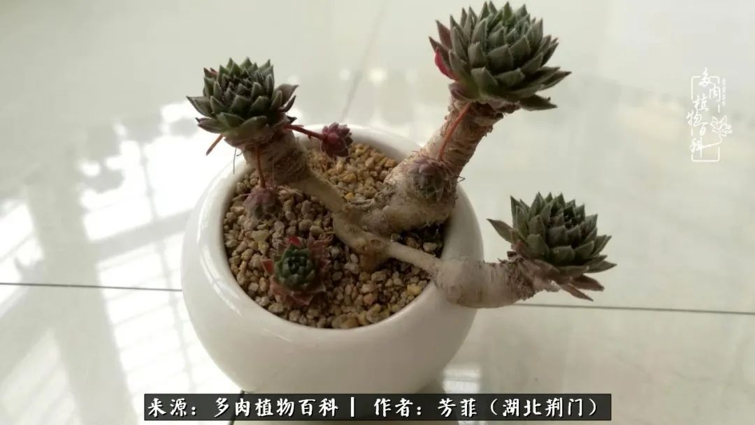 我的桃源：多肉之美，日甚一日，年胜一年