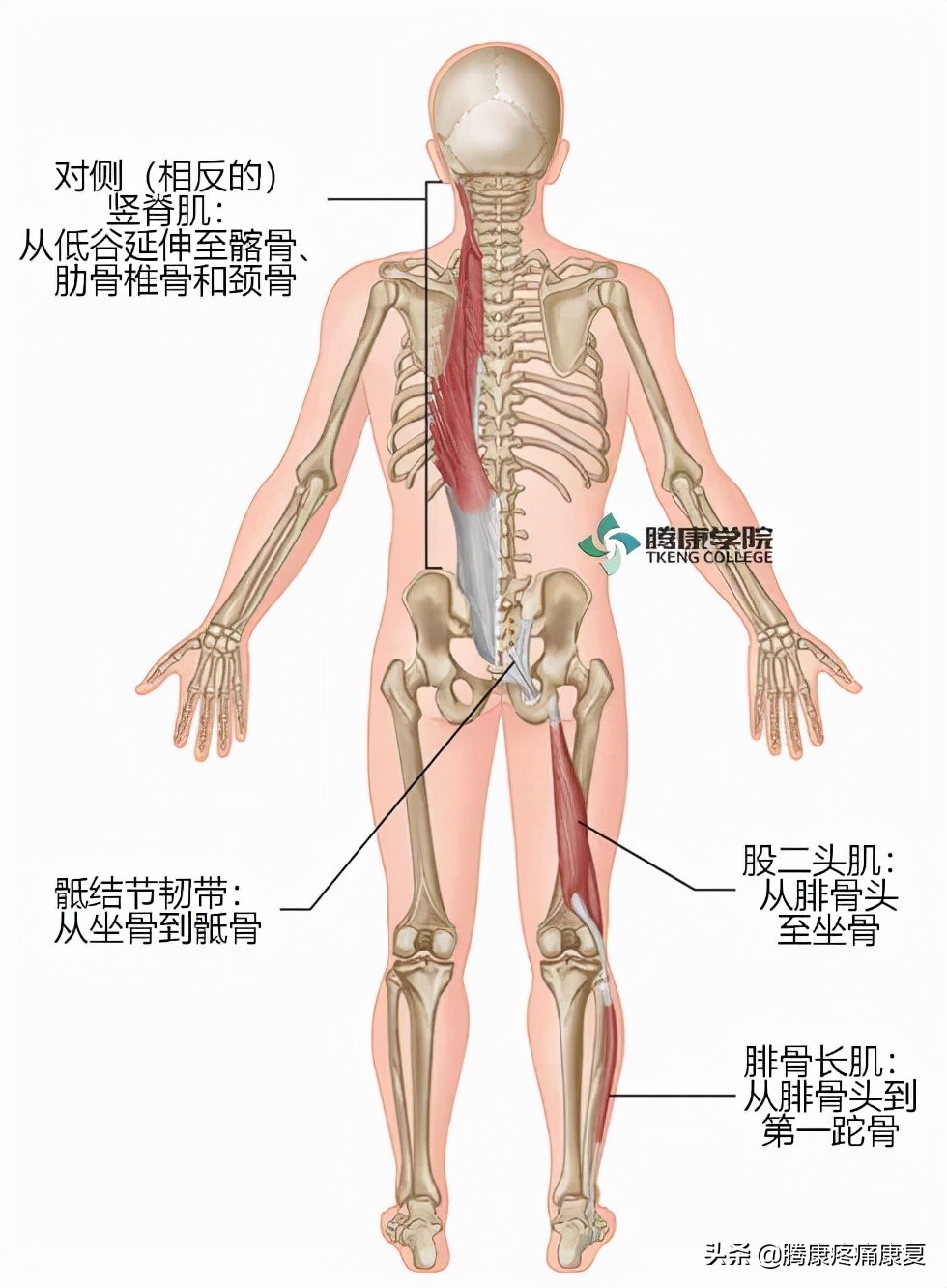 骶髂关节疼痛的原因一般是什么,骶髂关节夜间疼痛口服什么药品
