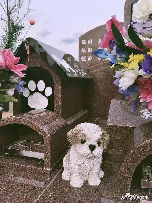 揭秘宠物殡葬：我设计了6487个骨灰盒，只为了帮它体面离开