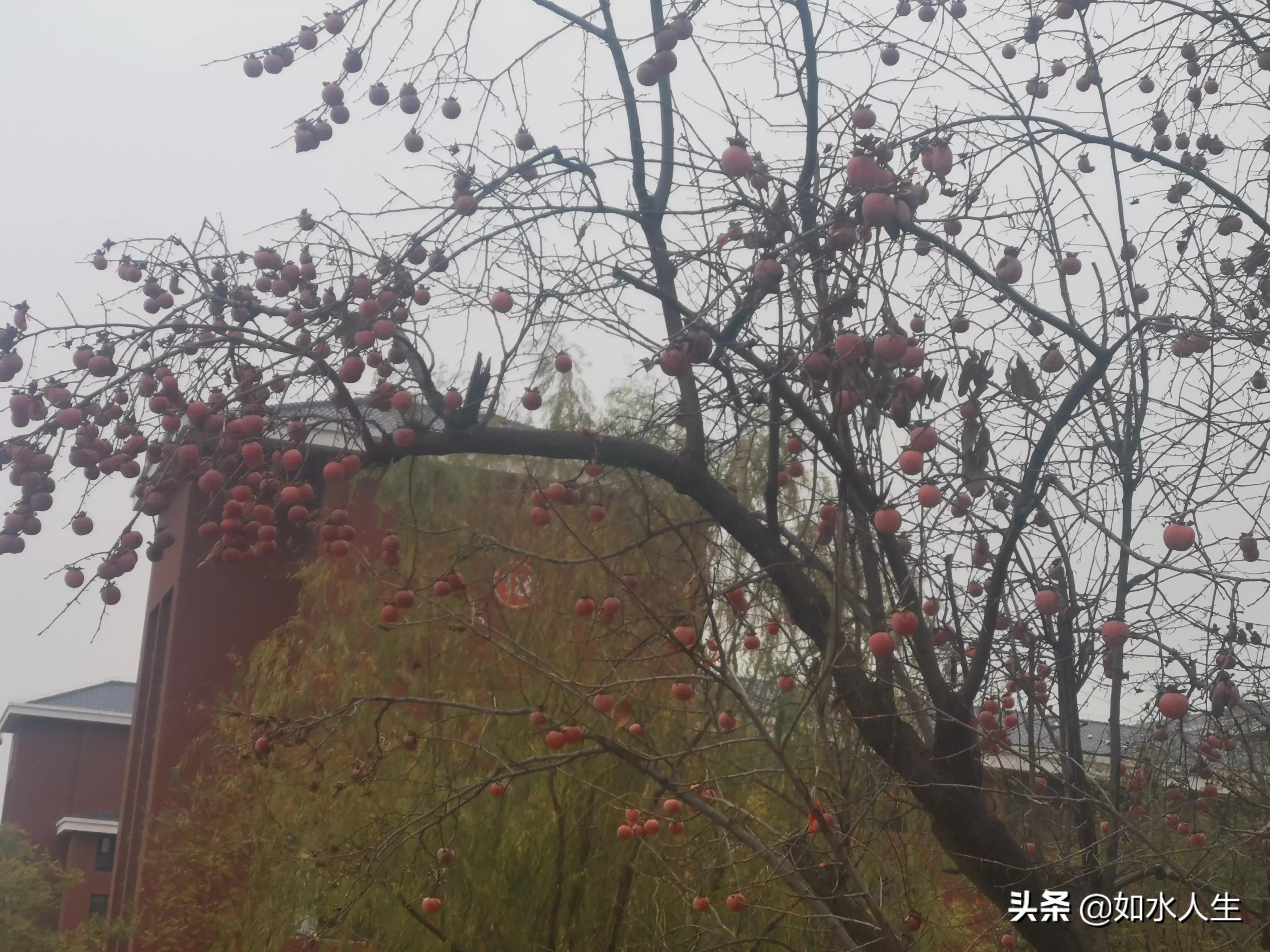 北方的冬天,北方的冬天温暖