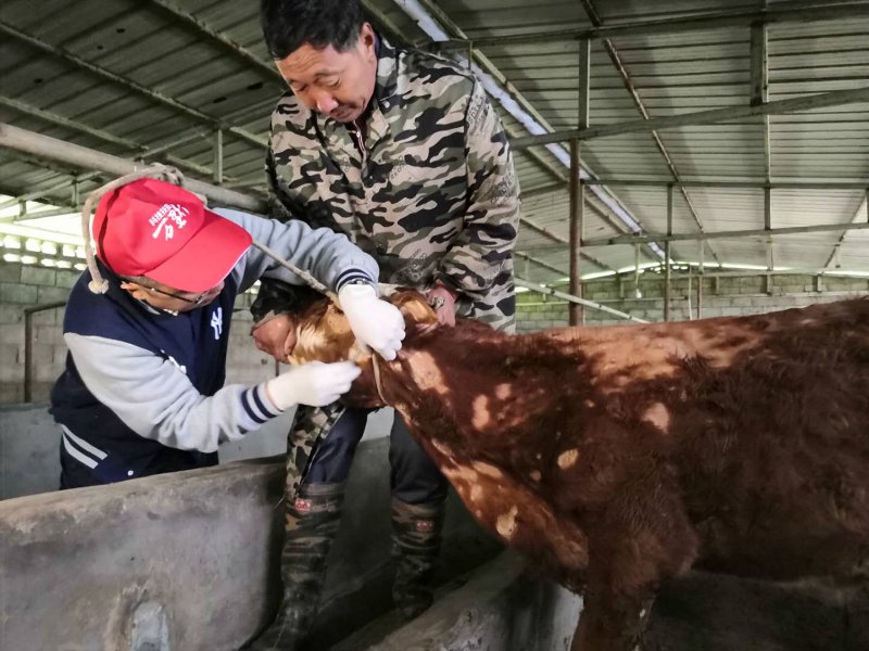 科学防治“铜钱藓”合理规划养殖场科技扶贫万里行肉牛服务9团赴凉山州开展肉牛产业科技扶贫