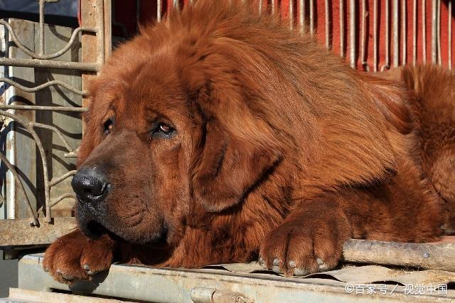 狗狗的种类图片,双鱼座狗狗性格特点