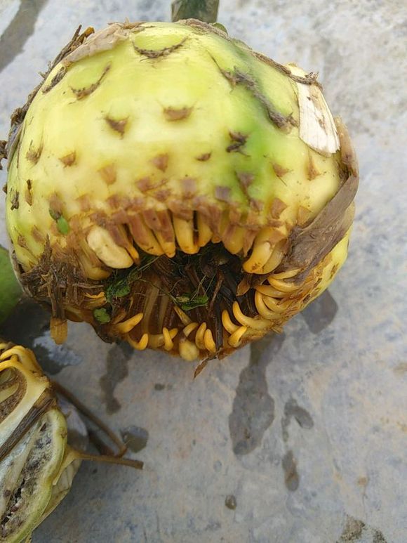 睡莲开花的方法和注意事项,睡莲夏天为什么不开花