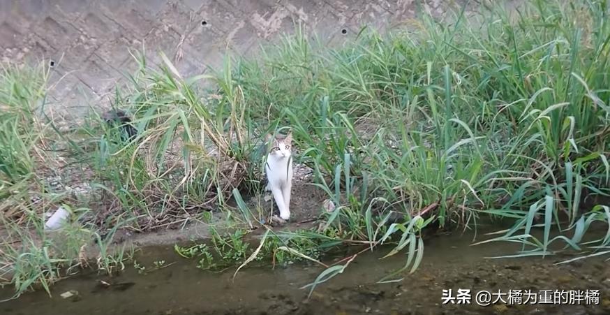 猫妈妈教小猫爬,猫妈妈教猫