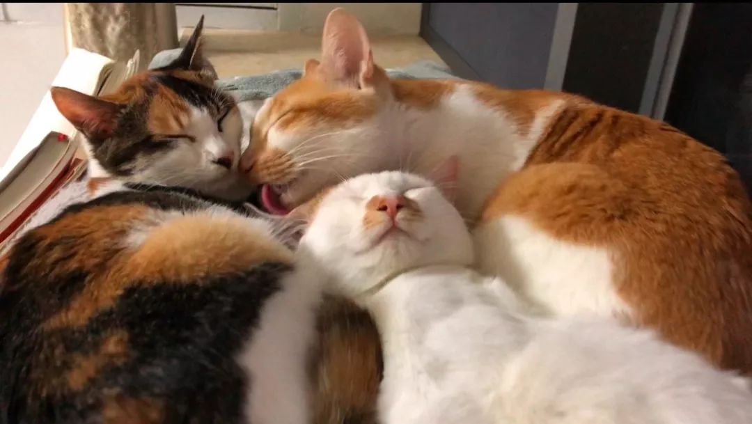 家养的猫咪需要打狂犬疫苗吗,家养的猫咪需要接种疫苗吗