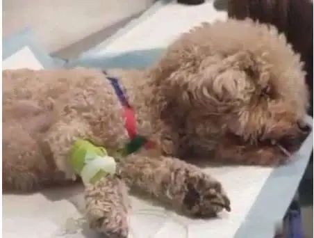 狗狗中毒急救措施,狗狗中毒怎么急救