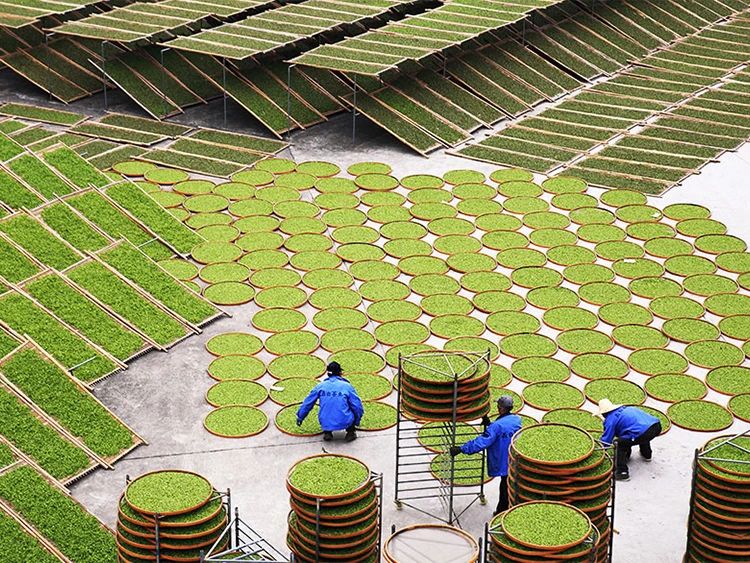 萎凋干燥杀青的区别,普洱茶萎凋什么程度杀青最佳