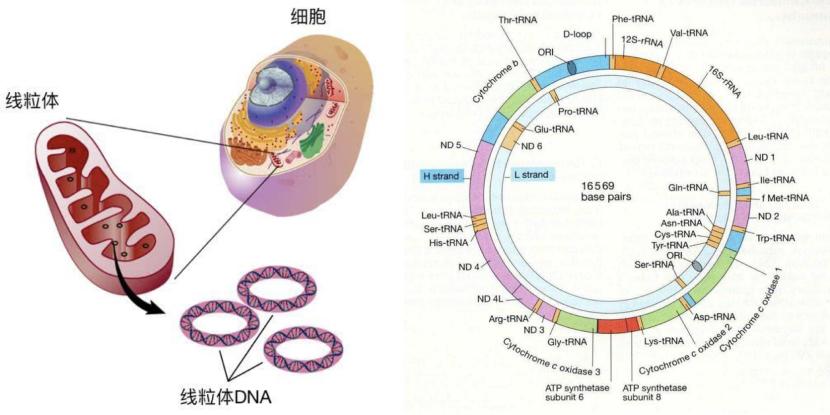 500万年后男性染色体会消失吗,未来男性会消失y染色体吗