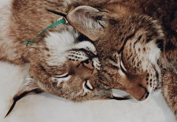 想养猫又怕被猫抓,俄罗斯养猞猁