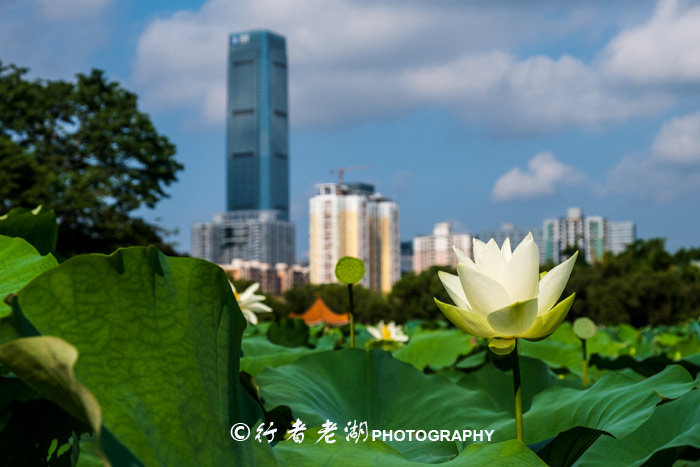最美荷花展深圳,深圳最美荷花