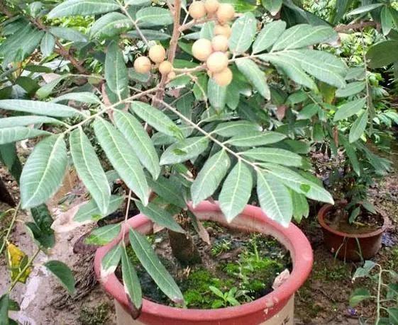 名门泽佳保养品有用吗,名门泽佳抗老精华