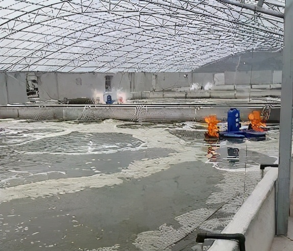 养虾喂食技术视频,养虾需要喂什么饲料