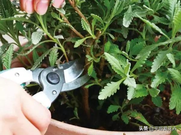 想要植物长得快怎么做,想要株型完整的树如何修剪