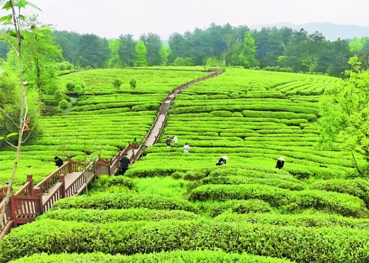 贵州茶叶的产业链,贵州茶叶第一大产业